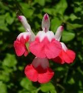 Hot Lips Salvia, Littleleaf Sage, Salvia x jamensis 'Hot Lips'